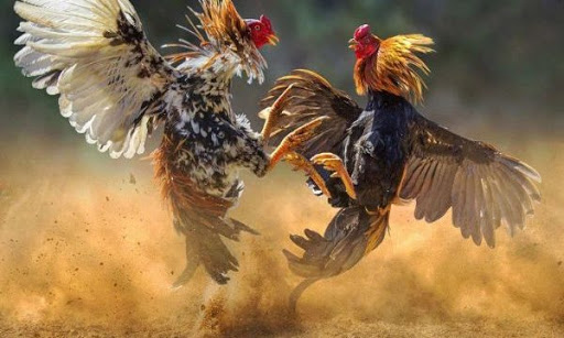 đá gà trực tiếp S128